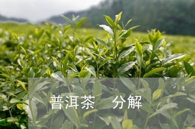 普洱茶 分解/2023042879049